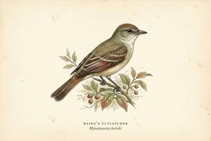 Baird's Flycatcher illustration