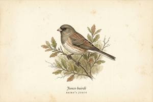 Baird's Junco illustration