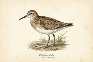 Baird's Sandpiper illustration