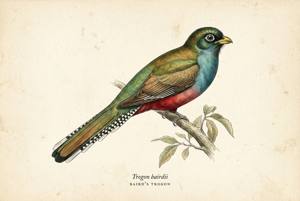 Baird's Trogon illustration
