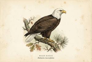 Bald Eagle illustration