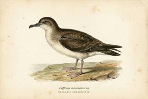 Balearic Shearwater illustration