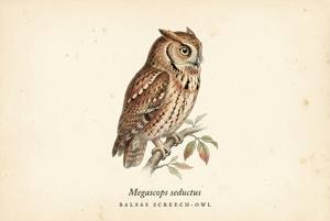 Balsas Screech-Owl illustration