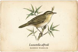 Bamboo Warbler illustration