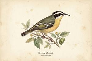 Bananaquit illustration