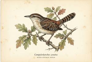 Band-backed Wren illustration