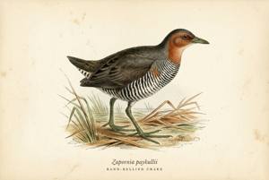 Band-bellied Crake illustration