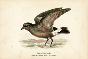 Band-rumped Storm-Petrel illustration