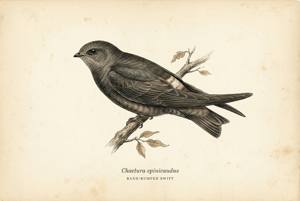 Band-rumped Swift illustration