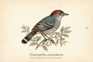 Band-tailed Antshrike illustration