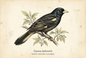 Band-tailed Cacique illustration