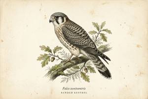 Banded Kestrel illustration