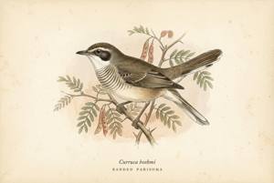 Banded Parisoma illustration