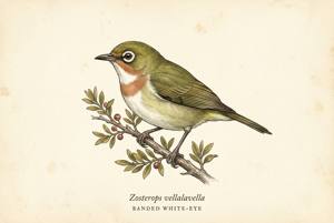 Banded White-eye illustration