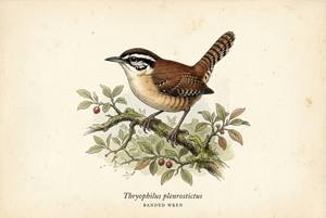 Banded Wren illustration
