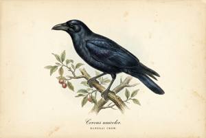 Banggai Crow illustration