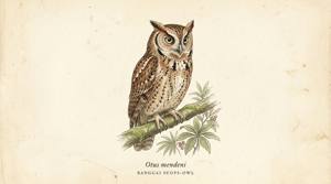 Banggai Scops-Owl illustration