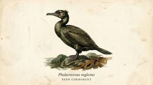 Bank Cormorant illustration