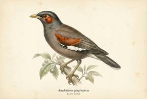 Bank Myna illustration