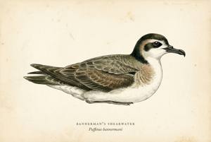 Bannerman's Shearwater illustration