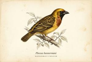 Bannerman's Weaver illustration