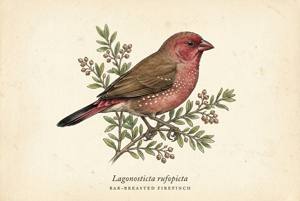 Bar-breasted Firefinch illustration