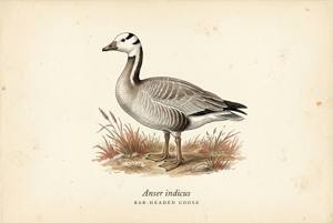 Bar-headed Goose illustration