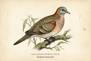 Bar-shouldered Dove illustration