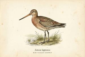 Bar-tailed Godwit illustration
