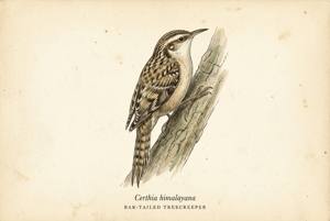 Bar-tailed Treecreeper illustration