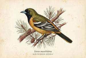 Bar-winged Oriole illustration