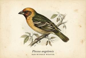 Bar-winged Weaver illustration