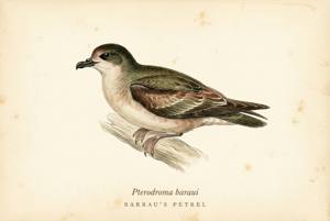 Barau's Petrel illustration