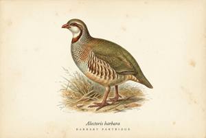 Barbary Partridge illustration