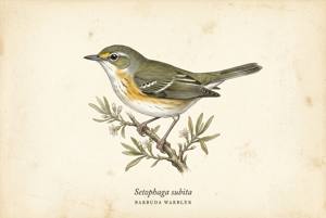 Barbuda Warbler illustration