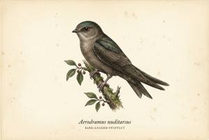 Bare-legged Swiftlet illustration