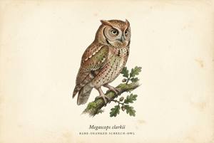 Bare-shanked Screech-Owl illustration