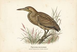 Bare-throated Tiger-Heron illustration