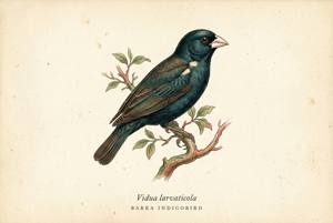 Barka Indigobird illustration
