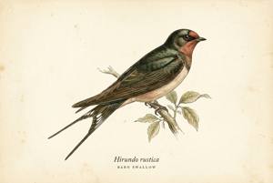 Barn Swallow illustration