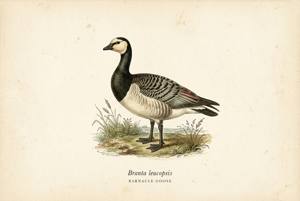 Barnacle Goose illustration