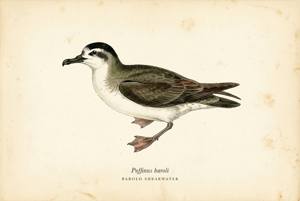 Barolo Shearwater illustration