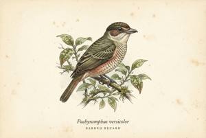 Barred Becard illustration