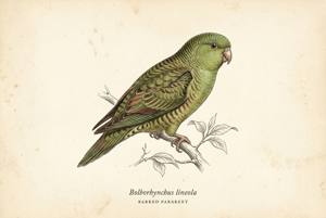 Barred Parakeet illustration