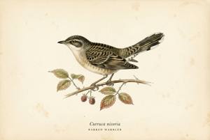 Barred Warbler illustration
