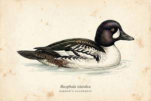 Barrow's Goldeneye illustration