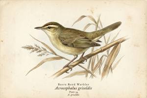 Basra Reed Warbler illustration
