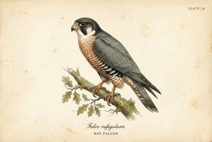 Bat Falcon illustration