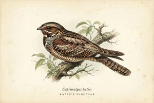 Bates's Nightjar illustration