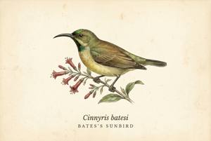 Bates's Sunbird illustration